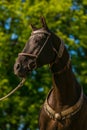 In profile portrait of beautiful dark brown akhal teke horse Royalty Free Stock Photo