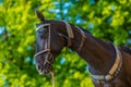 In profile portrait of beautiful dark brown akhal teke horse Royalty Free Stock Photo