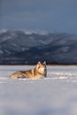 Beautiful and prideful siberian husky dog lying in the snow field in winter at sunset Royalty Free Stock Photo