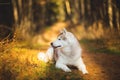 Profile Portrait of beautiful and happy Beige and white dog breed Siberian Husky lying in the bright golden autumn forest at