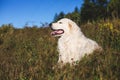 Portrait of gorgeous maremmano abruzzese sheepdog. Big white fluffy maremma dog lying in the field on a sunny day.