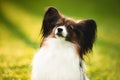 Portrait of beautiful papillon dog sitting in the green grass in summer at sunrise