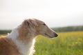 Profile Portrait of beautiful russian borzoi dog on a green and yellow field background. Royalty Free Stock Photo