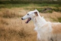 Profile Portrait of beautiful russian borzoi dog in the withered grass field Royalty Free Stock Photo