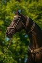 In profile portrait of beautiful young dark brown stallion of Akhal Teke horse Royalty Free Stock Photo