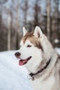 Profile Portrait of beige and white siberian husky dog with tonque out in winter forest with trees background Royalty Free Stock Photo