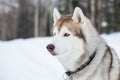 Profile Portrait of beige and white siberian husky dog in winter forest with trees background Royalty Free Stock Photo