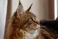 Profile portrait of big and fluffy Maine coon cat licking, looking on the window.