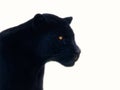 Profile portrait of a black jaguar on a white background Royalty Free Stock Photo