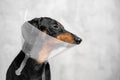 Profile portrait of black and tan dachshund in protective Elizabethan veterinarian collar around its neck, from transparent plasti Royalty Free Stock Photo