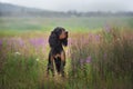 Profile portrait of Black and tan setter gordon dog sitting in the field in summer Royalty Free Stock Photo