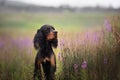 Profile portrait of Black and tan setter gordon dog sitting in the field in summer