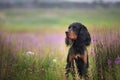 Profile portrait of Black and tan setter gordon dog sitting in the field in summer Royalty Free Stock Photo