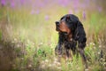 Profile portrait of Black and tan setter gordon dog sitting in the field in summer