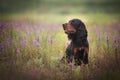 Profile portrait of Black and tan setter gordon dog sitting in the field in summer Royalty Free Stock Photo