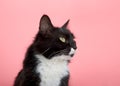 Profile of a black and white tuxedo cat on pink background