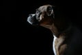 Profile Portrait of Brindle Boxer Dog Royalty Free Stock Photo