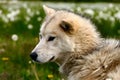 Side portrait of greenland sled dog