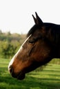 Profile portrait of a brown aware horse