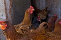 Profile portrait of a chicken. Chickens in a chicken coop