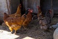 Profile portrait of a chicken. Chickens in a chicken coop