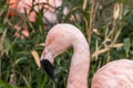 Profile portrait Chilean flamingo