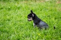 Profile Portrait of black hairless puppy breed chinese crested dog sitting in the green grass on summer day. Royalty Free Stock Photo