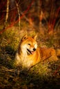 Profile portrait of Cute red shiba inu dog lying on the grass in the forest at golden sunset