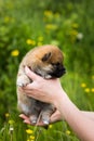 Profile Portrait of cute two weeks old shiba inu puppy in the hands of the owner in the buttercup meadow Royalty Free Stock Photo