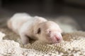 Profile Portrait of 4 days old sweet golden retriever puppy is lying on the blanket. White cute Newborn pup is sleeping Royalty Free Stock Photo