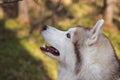 Profile portrait of dog breed siberian husky on a sunny day. Close-up image of beautiful dog looks like a wolf Royalty Free Stock Photo