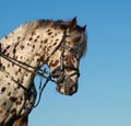 Danish Knabstrupper horse portrait