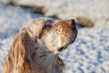 Profile portrait of an English Setter in the snow.