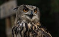 Portrait of Eurasian eagle owl or Bubo bubo Royalty Free Stock Photo