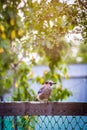 Profile portrait of the Eurasian jay (Garrulus glandarius) in the sunset light