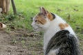 Profile portrait of female calico three coloured crossbreed female cat