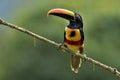 Fiery billed aracari on branch