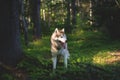 Profile Portrait of free and beautiful dog breed siberian husky standing in the green mysterious forest and at sunset Royalty Free Stock Photo