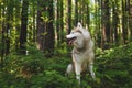 Profile portrait of free and wise dog breed siberian husky sitting in the fern in the green mysterious forest at sunset Royalty Free Stock Photo