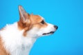 Profile portrait of funny welsh corgi pembroke sniffing something stretching out his nose on blue background, copy space. Dog sees Royalty Free Stock Photo