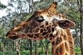 Profile portrait of a giraffe. On a long neck an elegant head with a spotty pattern. Royalty Free Stock Photo