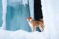 Beautiful shiba inu dog standing in front of icefall. Red Shiba dog is standing in the ice cave