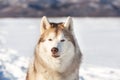 Gorgeous, free and happy siberian Husky dog sitting on the snow in winter forest on sunny day on mountain background