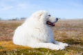 Profile Portrait of gorgeous maremma sheepdog. Big white fluffy dog lying on moss in the field on a sunny day