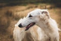 Profile Portrait of gorgeous russian borzoi dog in the field Royalty Free Stock Photo