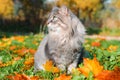 Profile portrait of gray fluffy cat with green eyes sitting on fallen autumn leaves and looking away outdoors. Royalty Free Stock Photo