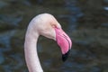 Profile portrait Greater flamingo Royalty Free Stock Photo