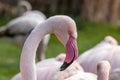 Profile portrait Greater flamingo Royalty Free Stock Photo