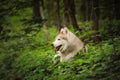 Profile Portrait of happy and beautiful dog breed siberian husky lying in the green forest Royalty Free Stock Photo