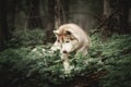 Profile Portrait of happy and beautiful dog breed siberian husky lying in the green forest Royalty Free Stock Photo